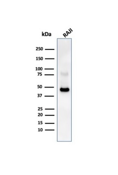 CD38 Antibody