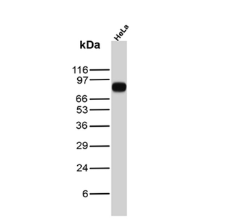 CD44 Antibody