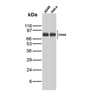 CD44 Antibody