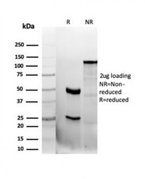 CD47 Antibody