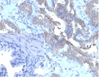 CD47 Antibody