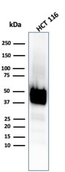 KRT8 Antibody
