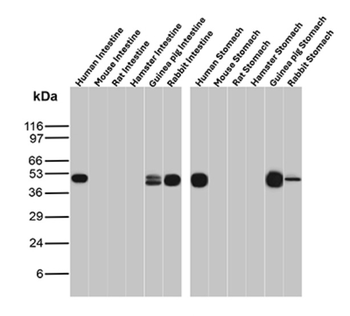 KRT8 Antibody