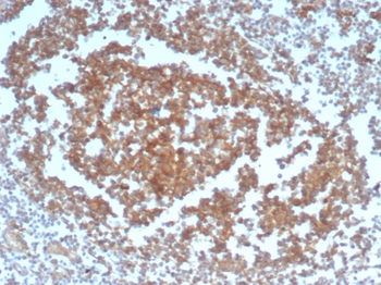 CD40 Antibody