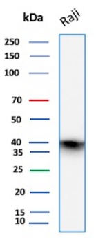 CD40 Antibody