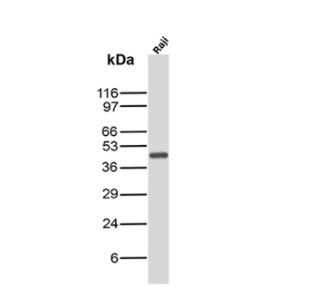 CD40 Antibody