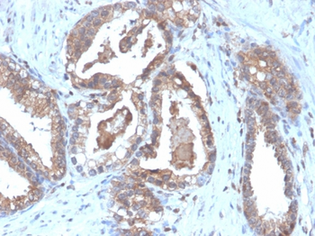 CD47 Antibody