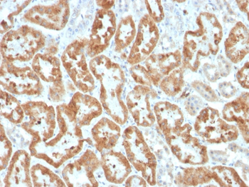 PTGS2 Antibody