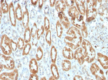 PTGS2 Antibody