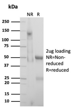 PTGS2 Antibody