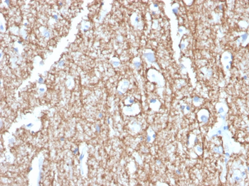 MBP Antibody