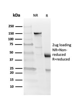 MBP Antibody