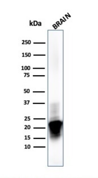 MBP Antibody