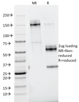 Nid1 Antibody