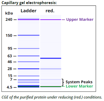 PD-1 Antibody