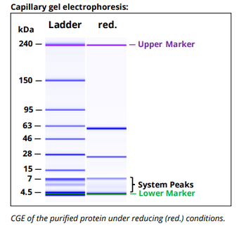 Mouse IgG1ĸ Isotype Control, Antibody