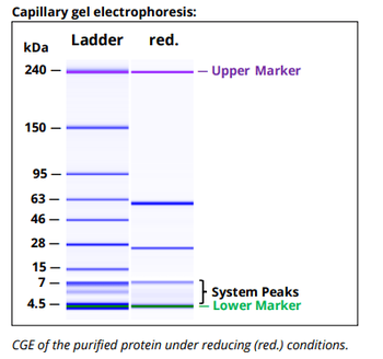 Mouse IgG1ĸ Isotype Control, Antibody