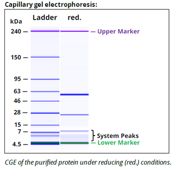 Rat IgG2a Isotype control, InVivoPure