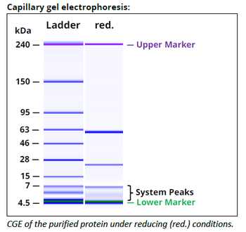 Stabilin-2 mAb (3.1), InVivoPure