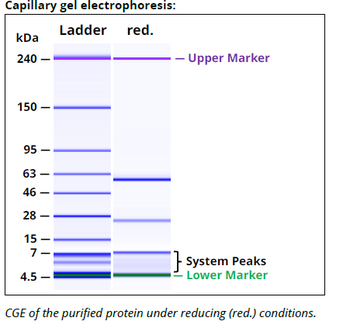 NK1.1 mAb (PK136),InVivoPure