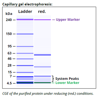 NK1.1 mAb (PK136),InVivoPure+
