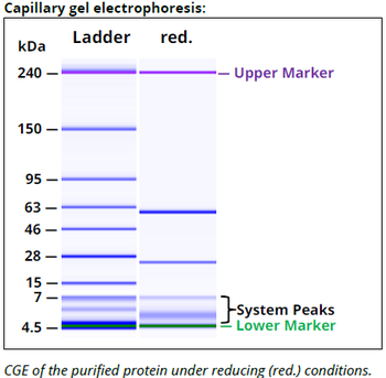 H-2 Kb/Db mAb (28-8-6S), InVivoPure