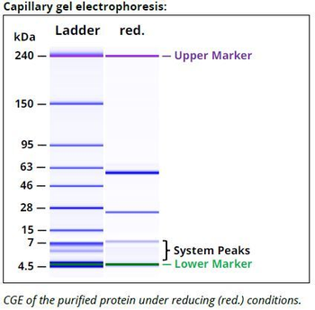 PD-1 Antibody