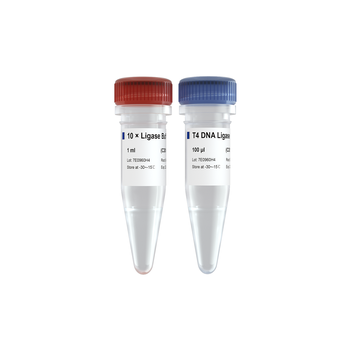 Vazyme - T4 DNA Ligase