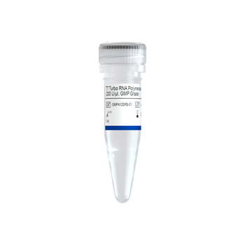 Vazyme - T7 Turbo RNA Polymerase (200 U/μl, GMP Grade)
