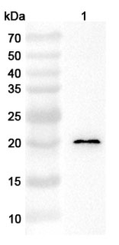 IL28A/IFNL2 Rabbit Polyclonal Antibody