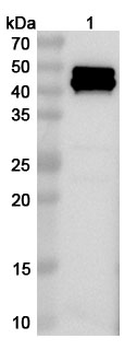 Salmonella typhi murA Rabbit Polyclonal Antibody