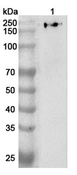 PTPN23 Rabbit Polyclonal Antibody