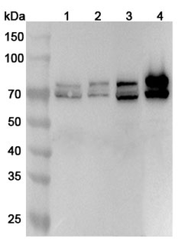 LMNA Rabbit Polyclonal Antibody