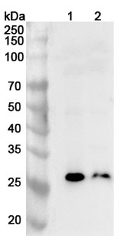 ADIPOQ Rabbit Polyclonal Antibody