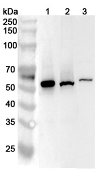CCNA2 Rabbit Polyclonal Antibody