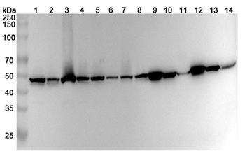 ACTR3 Rabbit Polyclonal Antibody