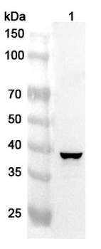 CASP4/Caspase-4 Rabbit Polyclonal Antibody