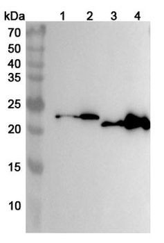 AK1/Adenylate kinase isoenzyme 1 Rabbit Polyclonal Antibody
