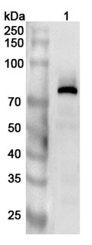 TYR Rabbit Polyclonal Antibody