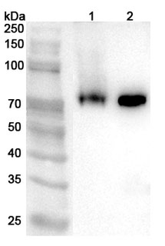 HERV-K6 Rabbit Polyclonal Antibody
