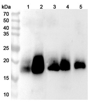CD59 Rabbit Polyclonal Antibody