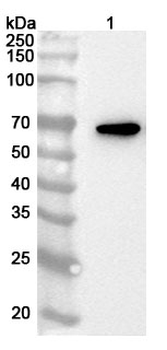 HEXIM1 Rabbit Polyclonal Antibody