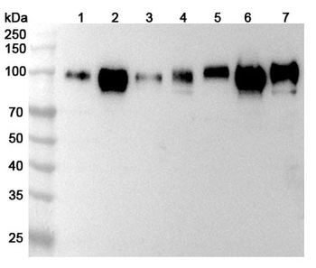 CD276 Rabbit Polyclonal Antibody