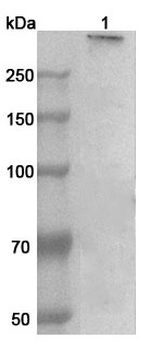 MAP1B Rabbit Polyclonal Antibody