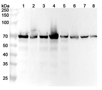 LCP1 Rabbit Polyclonal Antibody