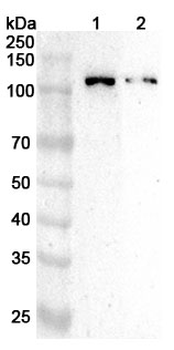CUL1 Rabbit Polyclonal Antibody