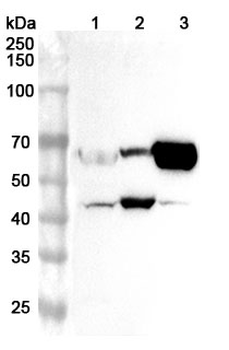 CDK9 Rabbit Polyclonal Antibody