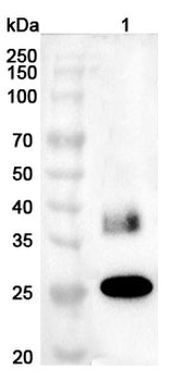 AQP1/Aquaporin-1 Rabbit Polyclonal Antibody