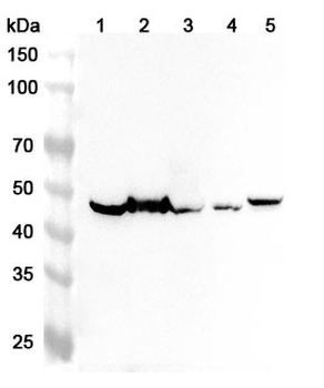 PLAUR Rabbit Polyclonal Antibody