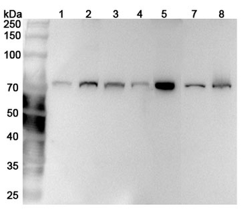LMNB1 Rabbit Polyclonal Antibody